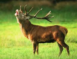Wild auf WILD